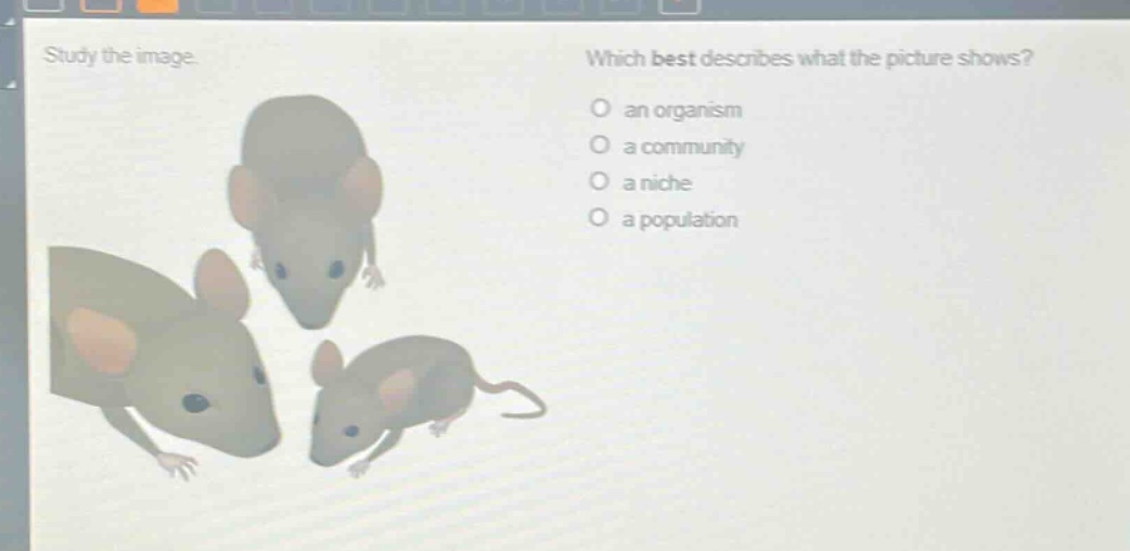 study the image. which best describes what the picture shows? an organism a community a niche a population