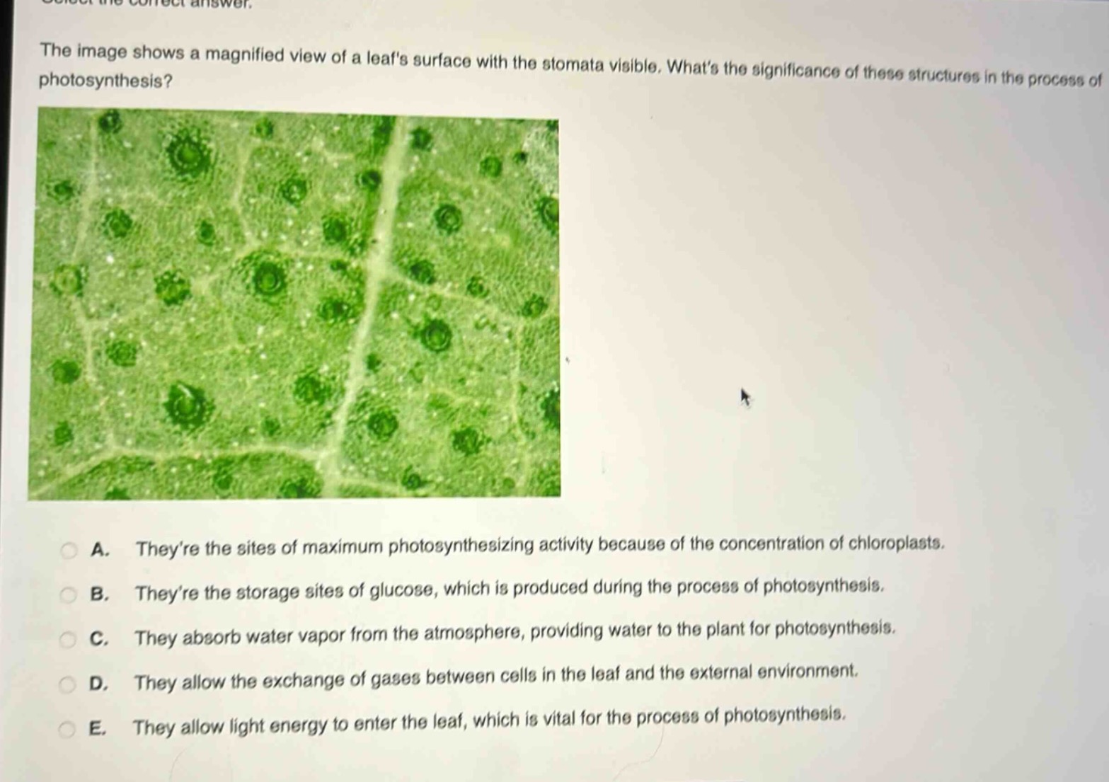the image shows a magnified view of a leafs surface with the stomata visible. whats the significance of these structures in the process of photosynthesis?\na. theyre the sites of maximum photosynthesizing activity because of the concentration of chloroplasts.\nb. theyre the storage sites of glucose, which is produced during the process of photosynthesis.\nc. they absorb water vapor from the atmosphere, providing water to the plant for photosynthesis.\nd. they allow the exchange of gases between cells in the leaf and the external environment.\ne. they allow light energy to enter the leaf, which is vital for the process of photosynthesis.