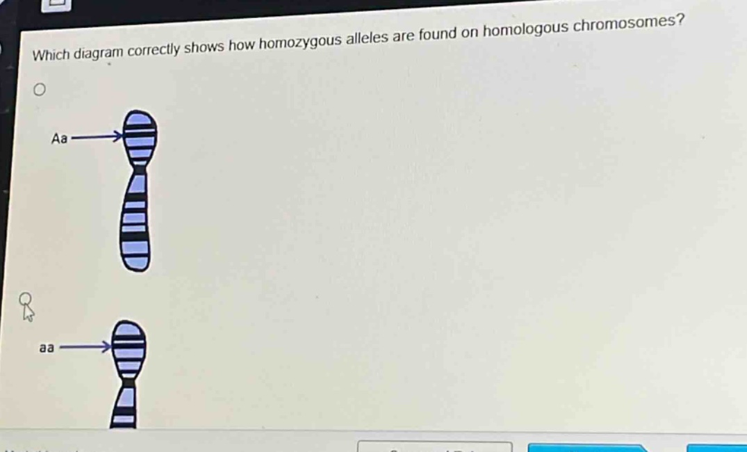 which diagram correctly shows how homozygous alleles are found on homologous chromosomes?\naa\n\naa