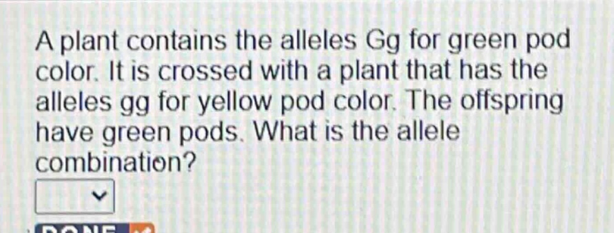 a plant contains the alleles gg for green pod color. it is crossed with a plant that has the alleles gg for yellow pod color. the offspring have green pods. what is the allele combination?