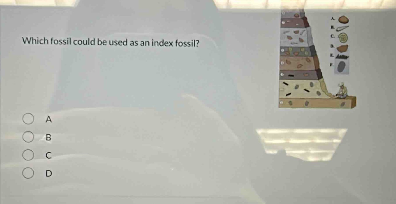 which fossil could be used as an index fossil?\na\nb\nc\nd