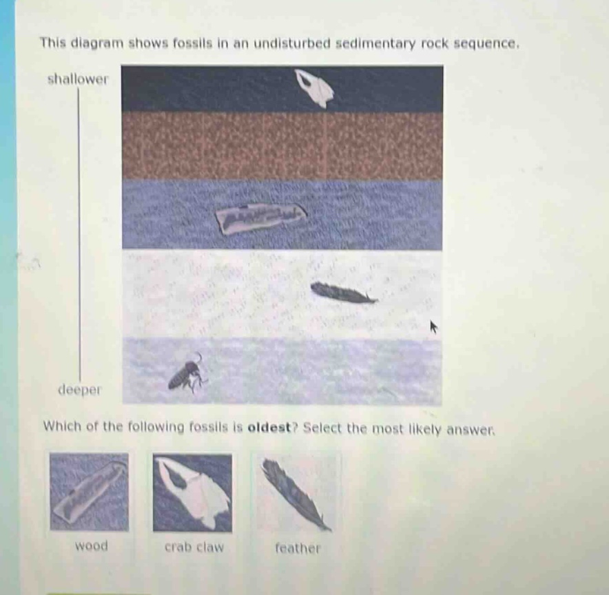 this diagram shows fossils in an undisturbed sedimentary rock sequence. shallower deeper which of the following fossils is oldest? select the most likely answer. wood crab claw feather
