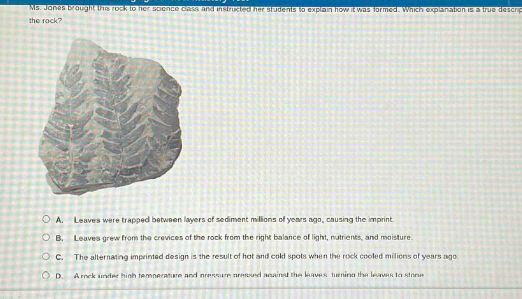 ms. jones brought this rock to her science class and instructed her students to explain how it was formed. which explanation is a true description of the rock? a. leaves were trapped between layers of sediment millions of years ago, causing the imprint. b. leaves grew from the crevices of the rock from the right balance of light, nutrients, and moisture. c. the alternating imprinted design is the result of hot and cold spots when the rock cooled millions of years ago. d. a rock under high temperature and pressure pressed against the leaves turning the leaves to stone.