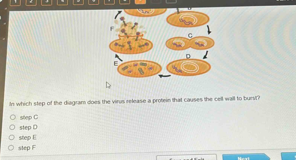 in which step of the diagram does the virus release a protein that causes the cell wall to burst?\no step c\no step d\no step e\no step f