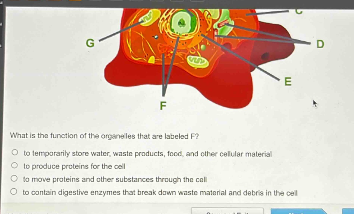 what is the function of the organelles that are labeled f?\no to temporarily store water, waste products, food, and other cellular material\no to produce proteins for the cell\no to move proteins and other substances through the cell\no to contain digestive enzymes that break down waste material and debris in the cell