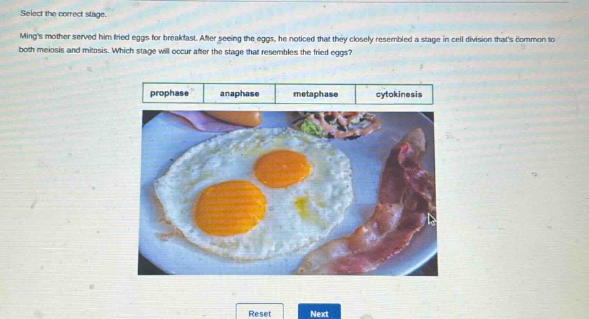 select the correct stage.\nmings mother served him fried eggs for breakfast. after seeing the eggs, he noticed that they closely resembled a stage in cell division thats common to both meiosis and mitosis. which stage will occur after the stage that resembles the fried eggs?\nprophase anaphase metaphase cytokinesis