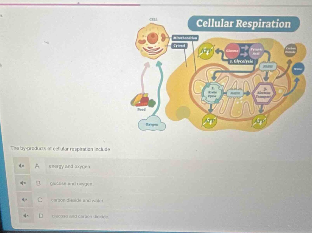 the by - products of cellular respiration include\na energy and oxygen.\nb glucose and oxygen.\nc carbon dioxide and water.\nd glucose and carbon dioxide.