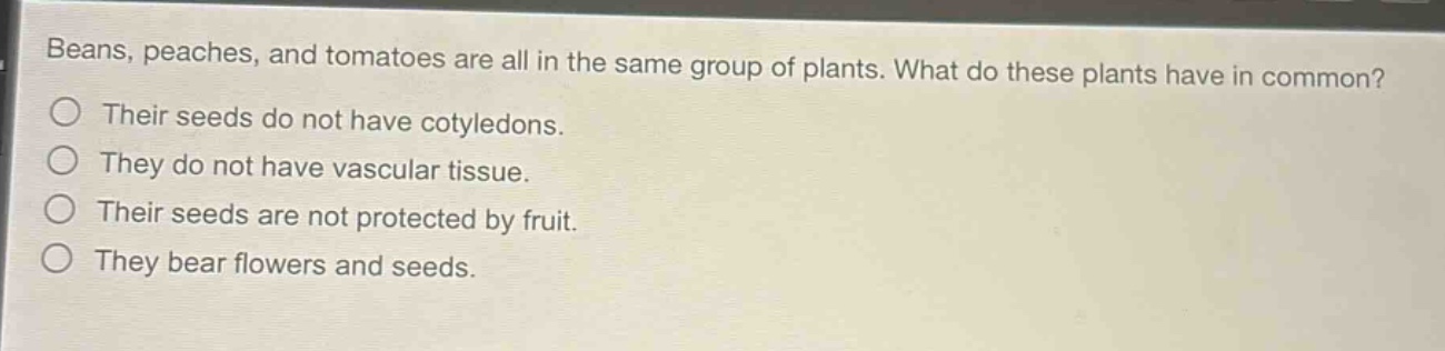 beans, peaches, and tomatoes are all in the same group of plants. what do these plants have in common?\ntheir seeds do not have cotyledons.\nthey do not have vascular tissue.\ntheir seeds are not protected by fruit.\nthey bear flowers and seeds.