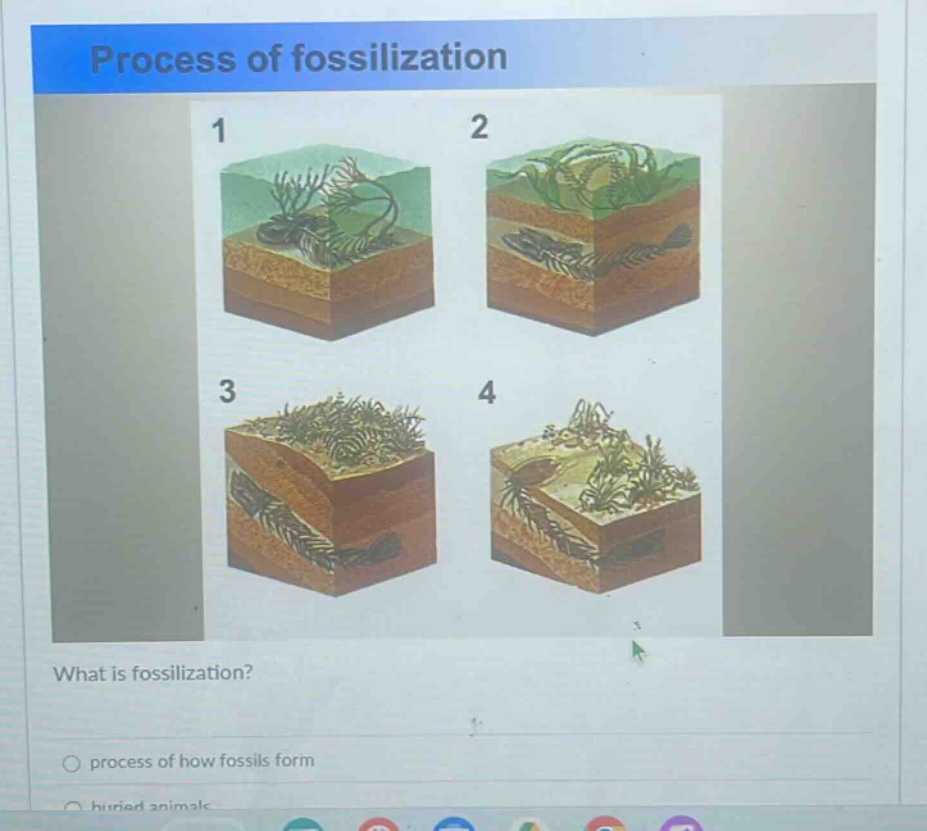 process of fossilization\nwhat is fossilization?\nprocess of how fossils form\nburied animals