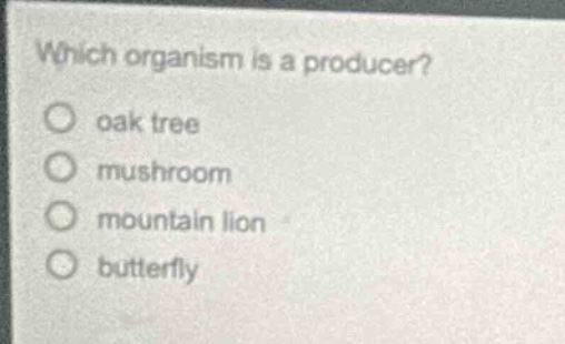 which organism is a producer?\n○ oak tree\n○ mushroom\n○ mountain lion\n○ butterfly