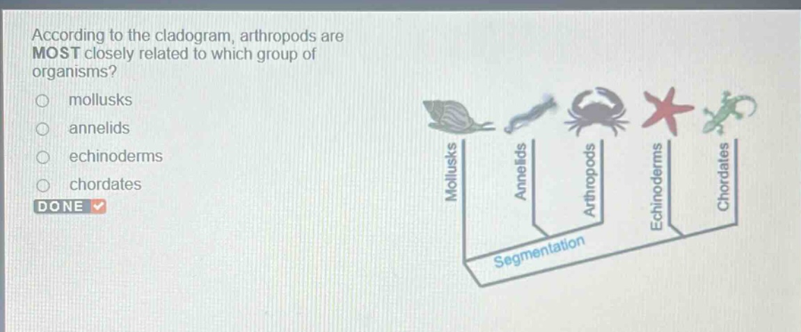 according to the cladogram, arthropods are most closely related to which group of organisms?\n mollusks\n annelids\n echinoderms\n chordates