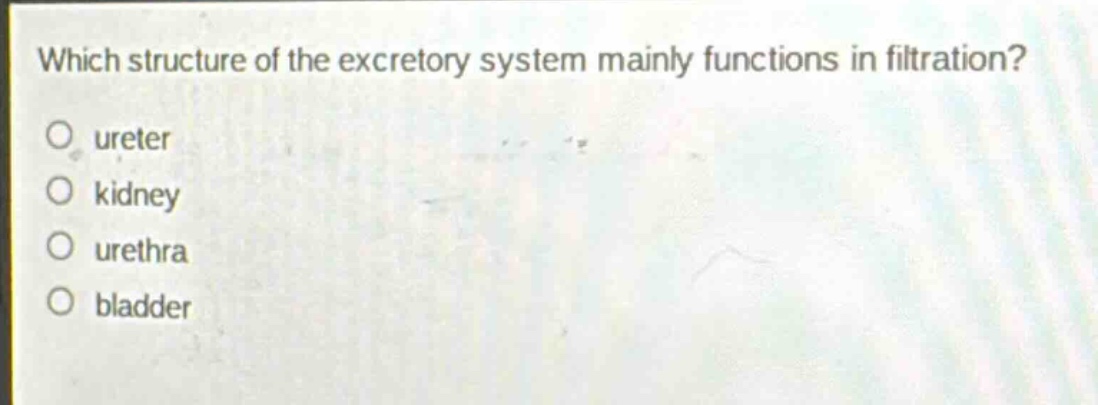 which structure of the excretory system mainly functions in filtration?\no ureter\no kidney\no urethra\no bladder