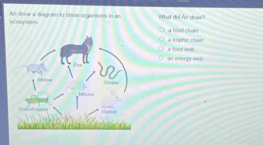 ari drew a diagram to show organisms in an ecosystem. what did ari draw? a food chain a trophic chain a food web an energy web
