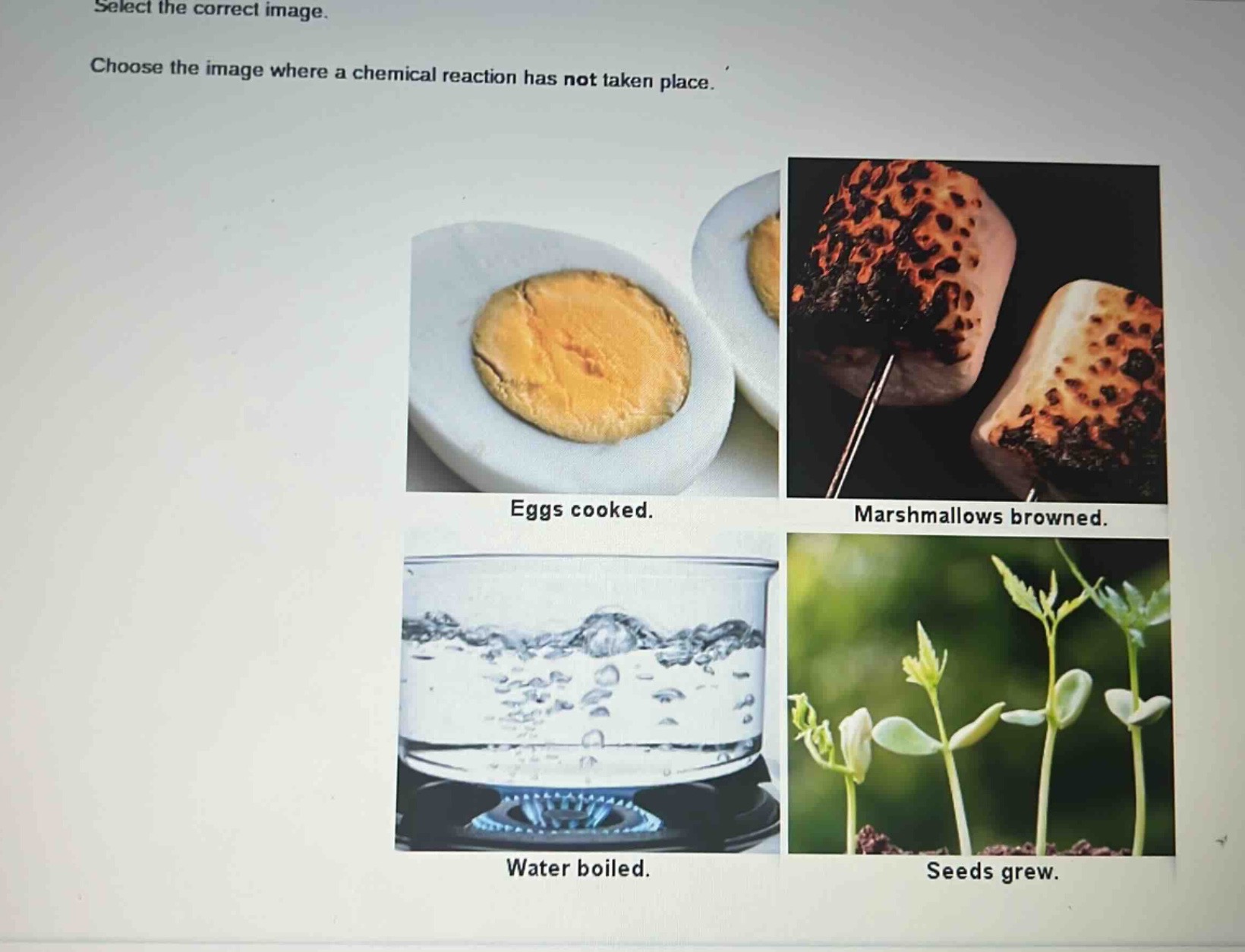 select the correct image. choose the image where a chemical reaction has not taken place. eggs cooked. marshmallows browned. water boiled. seeds grew.