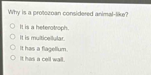 why is a protozoan considered animal - like?\nit is a heterotroph.\nit is multicellular.\nit has a flagellum.\nit has a cell wall.
