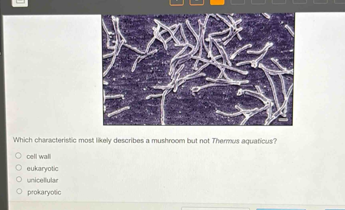which characteristic most likely describes a mushroom but not thermus aquaticus?\ncell wall\neukaryotic\nunicellular\nprokaryotic