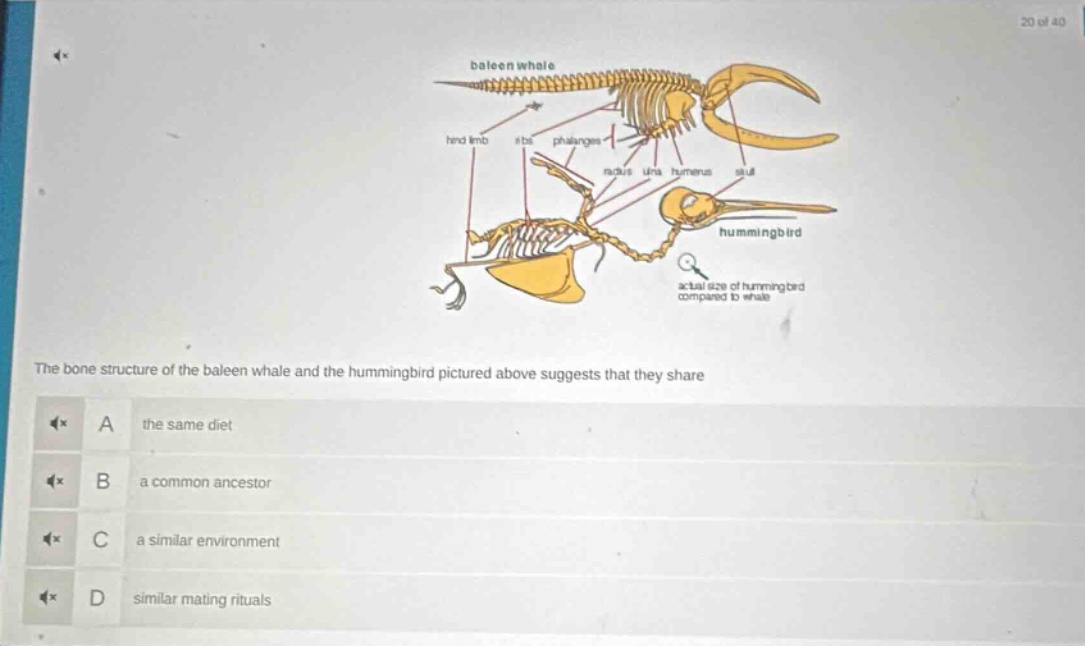 the bone structure of the baleen whale and the hummingbird pictured above suggests that they share\na the same diet\nb a common ancestor\nc a similar environment\nd similar mating rituals