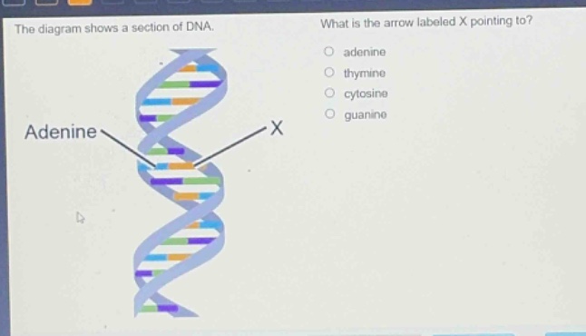 the diagram shows a section of dna. what is the arrow labeled x pointing to? adenine thymine cytosine guanine adenine x