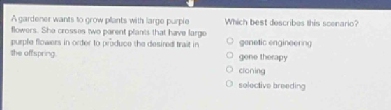 a gardener wants to grow plants with large purple flowers. she crosses two parent plants that have large purple flowers in order to produce the desired trait in the offspring. which best describes this scenario? genetic engineering gene therapy cloning selective breeding