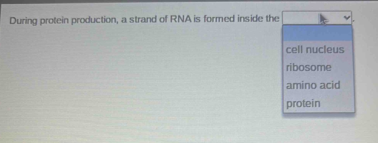 during protein production, a strand of rna is formed inside the cell nucleus ribosome amino acid protein