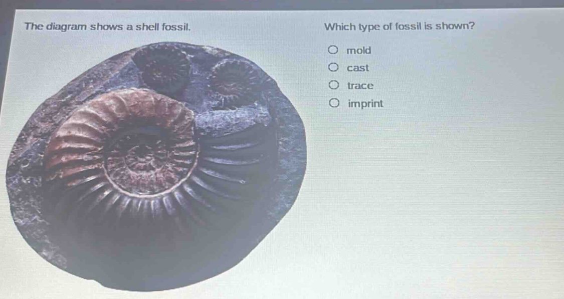 the diagram shows a shell fossil. which type of fossil is shown? mold cast trace imprint