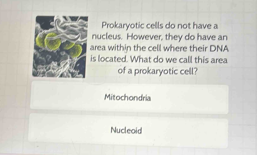 prokaryotic cells do not have a nucleus. however, they do have an area within the cell where their dna is located. what do we call this area of a prokaryotic cell?\nmitochondria\nnucleoid
