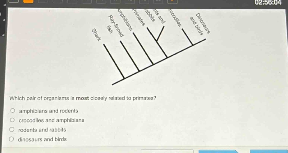 which pair of organisms is most closely related to primates?\namphibians and rodents\ncrocodiles and amphibians\nrodents and rabbits\ndinosaurs and birds