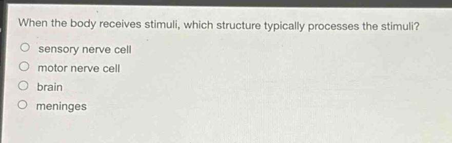when the body receives stimuli, which structure typically processes the stimuli?\n○ sensory nerve cell\n○ motor nerve cell\n○ brain\n○ meninges
