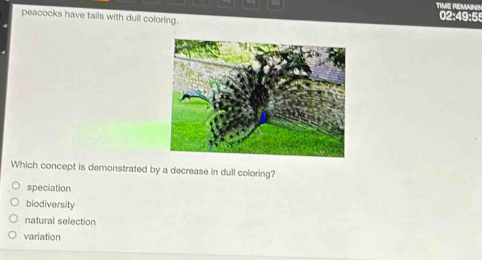 peacocks have tails with dull coloring. which concept is demonstrated by a decrease in dull coloring? speciation biodiversity natural selection variation