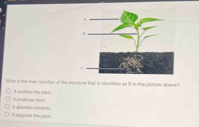what is the main function of the structure that is identified as b in the picture above?\nit anchors the plant.\nit produces food.\nit absorbs nutrients.\nit supports the plant.