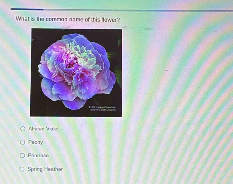 what is the common name of this flower?\nafrican violet\npeony\nprimrose\nspring heather