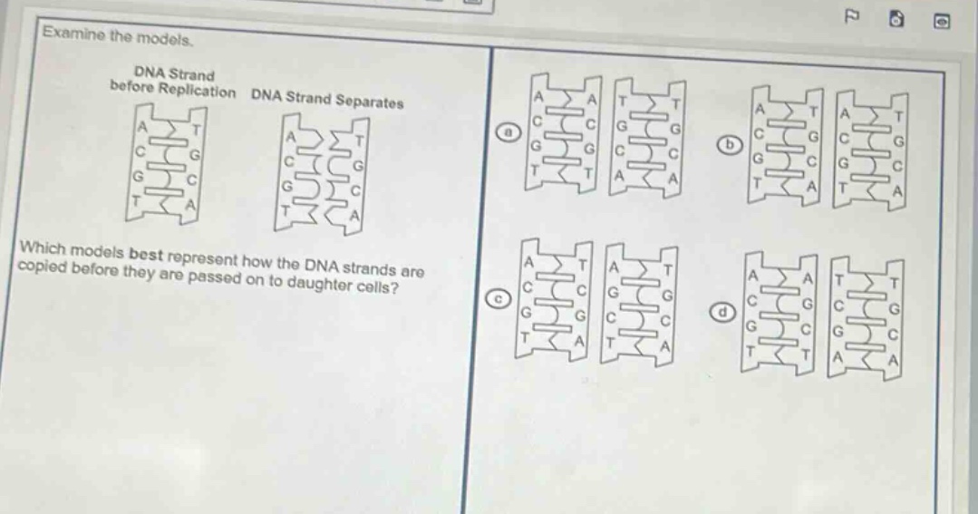 examine the models.\ndna strand before replication dna strand separates\nwhich models best represent how the dna strands are copied before they are passed on to daughter cells?