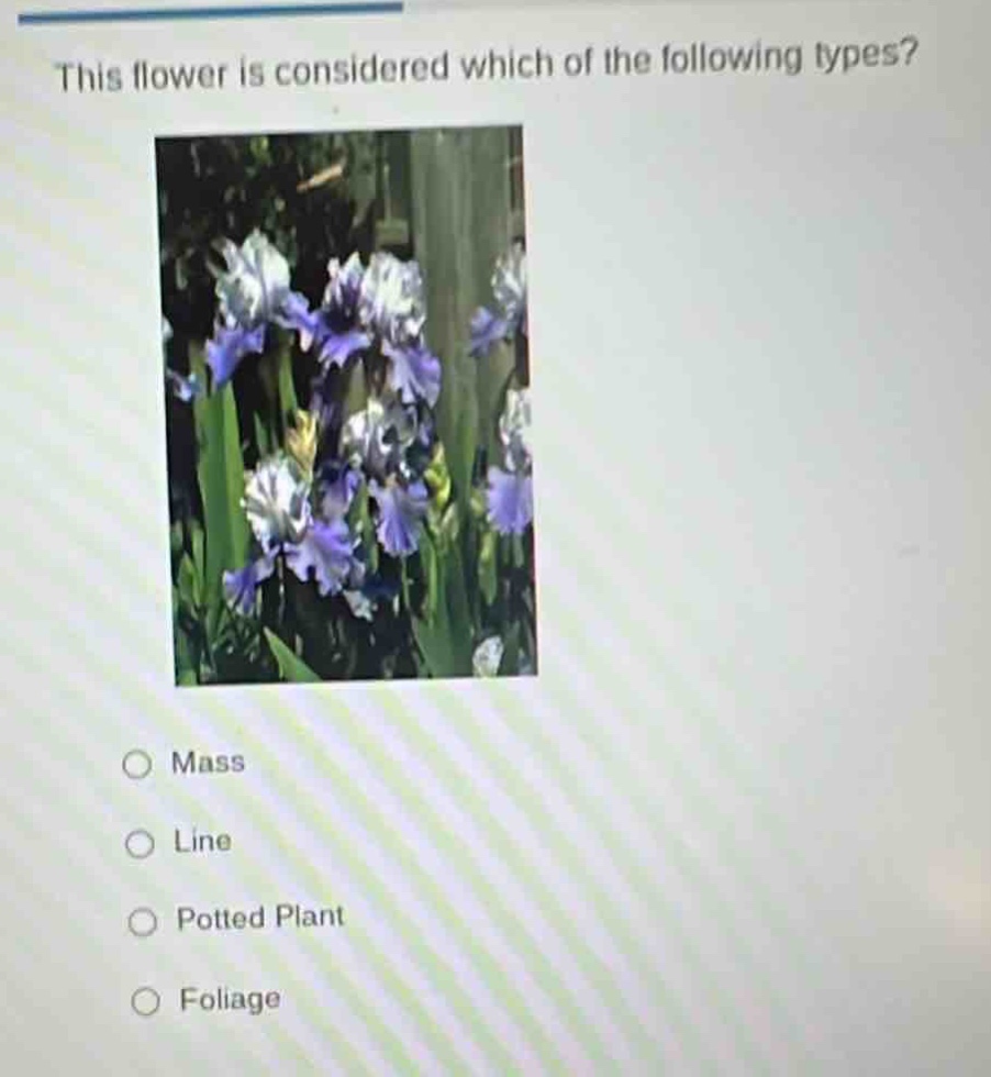this flower is considered which of the following types?\n○ mass\n○ line\n○ potted plant\n○ foliage