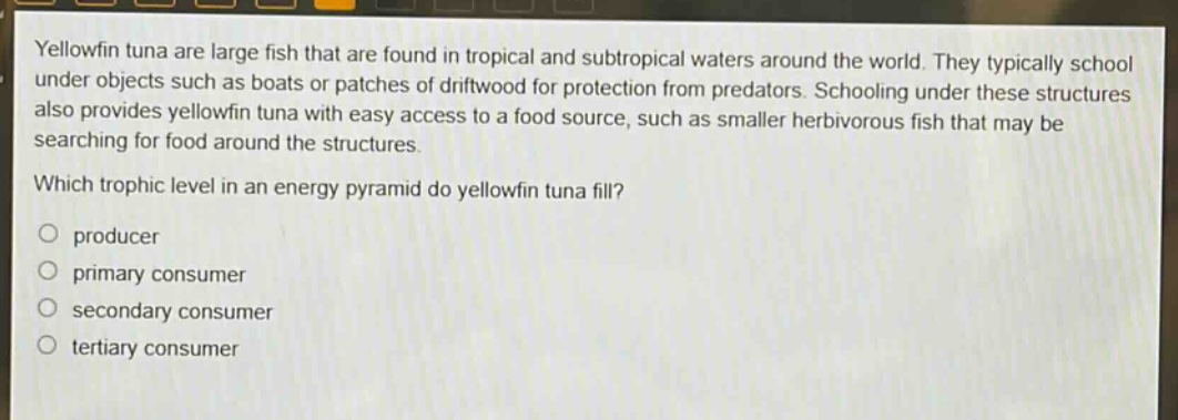 yellowfin tuna are large fish that are found in tropical and subtropical waters around the world. they typically school under objects such as boats or patches of driftwood for protection from predators. schooling under these structures also provides yellowfin tuna with easy access to a food source, such as smaller herbivorous fish that may be searching for food around the structures.\nwhich trophic level in an energy pyramid do yellowfin tuna fill?\nproducer\nprimary consumer\nsecondary consumer\ntertiary consumer