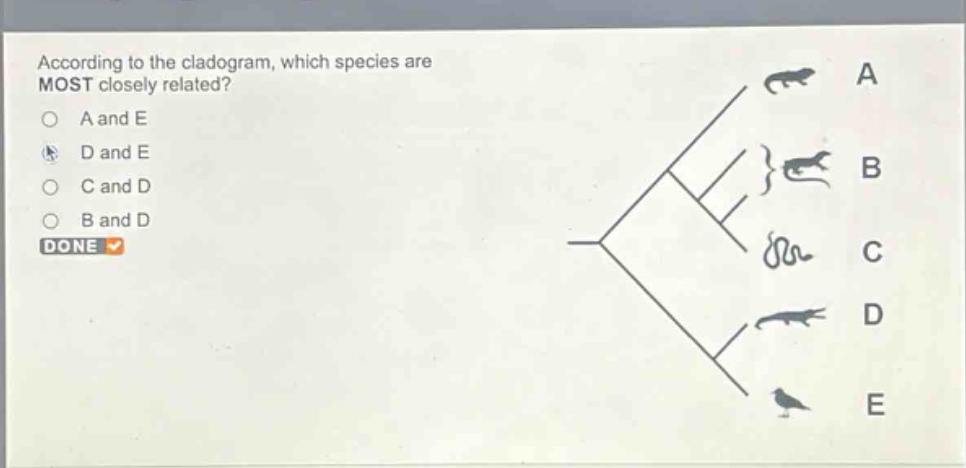 according to the cladogram, which species are most closely related?\na and e\nd and e\nc and d\nb and d\ndone