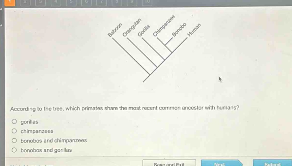 according to the tree, which primates share the most recent common ancestor with humans?\n gorillas\n chimpanzees\n bonobos and chimpanzees\n bonobos and gorillas