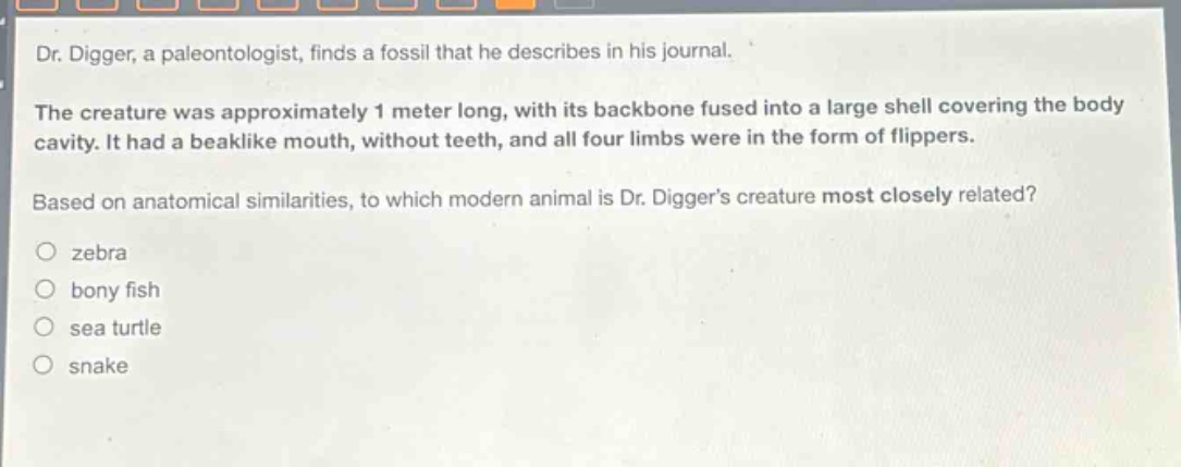 dr. digger, a paleontologist, finds a fossil that he describes in his journal.\nthe creature was approximately 1 meter long, with its backbone fused into a large shell covering the body cavity. it had a beaklike mouth, without teeth, and all four limbs were in the form of flippers.\nbased on anatomical similarities, to which modern animal is dr. diggers creature most closely related?\no zebra\no bony fish\no sea turtle\no snake