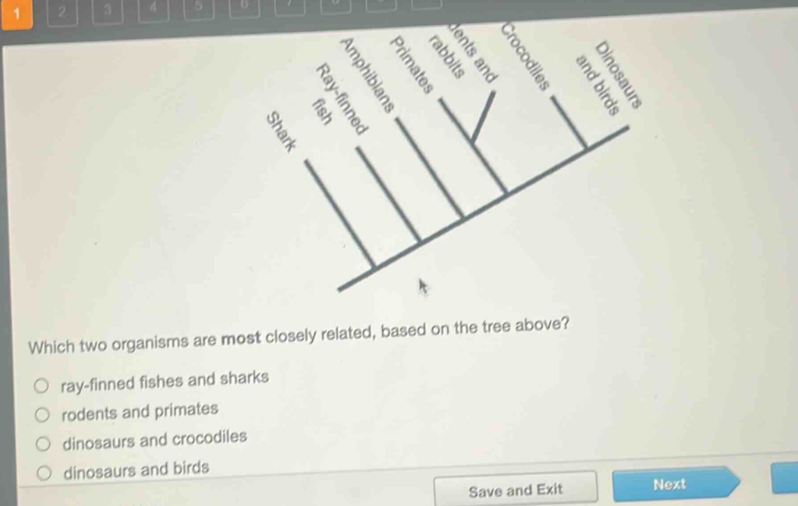which two organisms are most closely related, based on the tree above?\n○ ray - finned fishes and sharks\n○ rodents and primates\n○ dinosaurs and crocodiles\n○ dinosaurs and birds