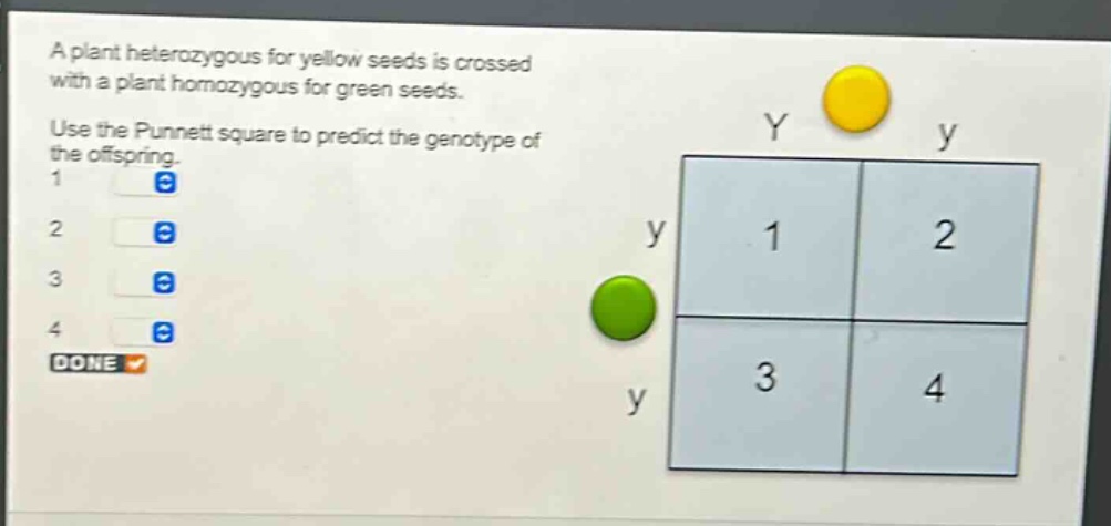 a plant heterozygous for yellow seeds is crossed with a plant homozygous for green seeds. use the punnett square to predict the genotype of the offspring.