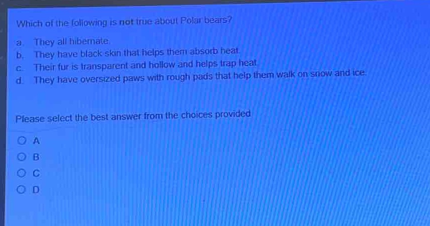 which of the following is not true about polar bears?\na. they all hibernate.\nb. they have black skin that helps them absorb heat.\nc. their fur is transparent and hollow and helps trap heat.\nd. they have oversized paws with rough pads that help them walk on snow and ice.\nplease select the best answer from the choices provided\na\nb\nc\nd