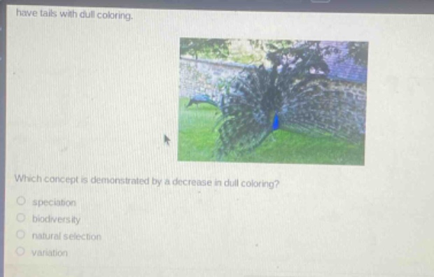 have tails with dull coloring.\nwhich concept is demonstrated by a decrease in dull coloring?\n speciation\n biodiversity\n natural selection\n variation