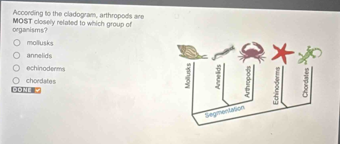 according to the cladogram, arthropods are most closely related to which group of organisms?\n mollusks\n annelids\n echinoderms\n chordates\n done