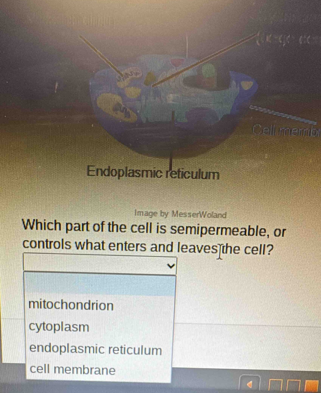 which part of the cell is semipermeable, or controls what enters and leaves the cell?\nmitochondrion\ncytoplasm\nendoplasmic reticulum\ncell membrane
