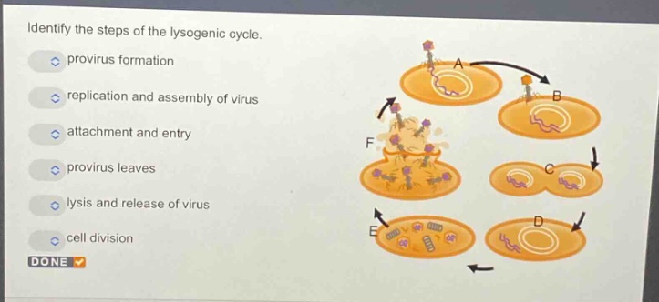 identify the steps of the lysogenic cycle. provirus formation replication and assembly of virus attachment and entry provirus leaves lysis and release of virus cell division done