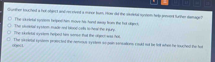 gunther touched a hot object and received a minor burn. how did the skeletal system help prevent further damage?\nthe skeletal system helped him move his hand away from the hot object.\nthe skeletal system made red blood cells to heal the injury.\nthe skeletal system helped him sense that the object was hot.\nthe skeletal system protected the nervous system so pain sensations could not be felt when he touched the hot object.