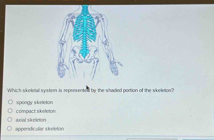 which skeletal system is represented by the shaded portion of the skeleton?\n○ spongy skeleton\n○ compact skeleton\n○ axial skeleton\n○ appendicular skeleton