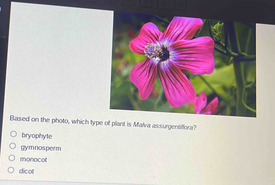 based on the photo, which type of plant is malva assurgentiflora?\nbryophyte\ngymnosperm\nmonocot\ndicot