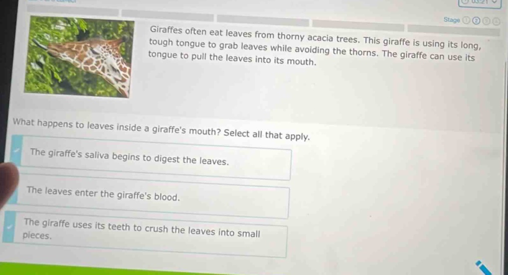 giraffes often eat leaves from thorny acacia trees. this giraffe is using its long, tough tongue to grab leaves while avoiding the thorns. the giraffe can use its tongue to pull the leaves into its mouth. what happens to leaves inside a giraffes mouth? select all that apply. the giraffes saliva begins to digest the leaves. the leaves enter the giraffes blood. the giraffe uses its teeth to crush the leaves into small pieces.