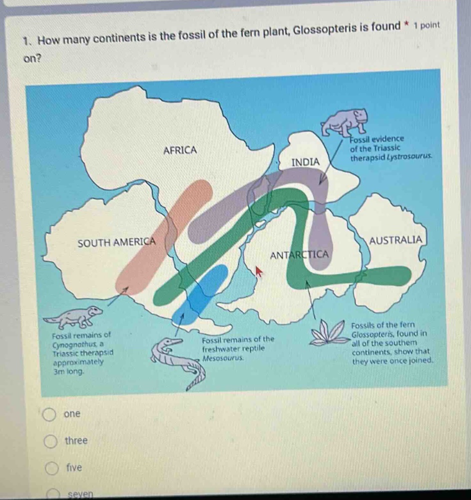 1. how many continents is the fossil of the fern plant, glossopteris is found on? fossil evidence of the triassic therapsid lystrosaurus. fossil remains of cynognathus, a triassic therapsid approximately 3m long. fossil remains of the freshwater reptile mesosaurus. fossils of the fern glossopteris, found in all of the southern continents, show that they were once joined. one three five seven