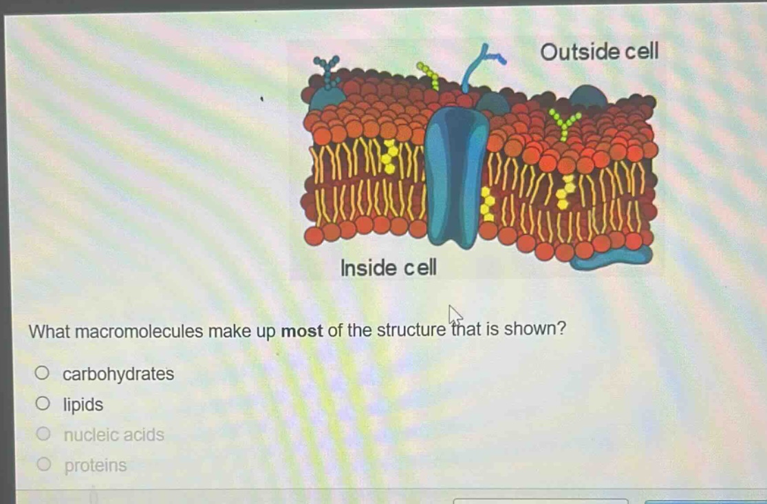 what macromolecules make up most of the structure that is shown?\n○ carbohydrates\n○ lipids\n○ nucleic acids\n○ proteins
